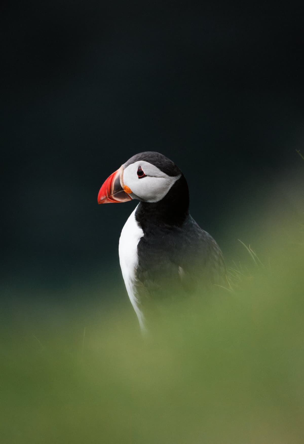 Puffin