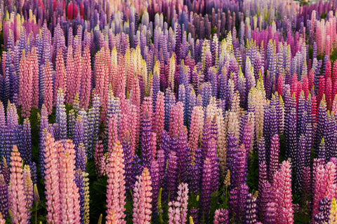 Lupin Field
