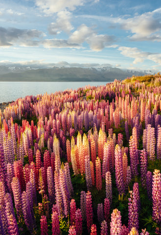 Lupins in Sunset
