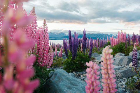 Lupins at the Beach