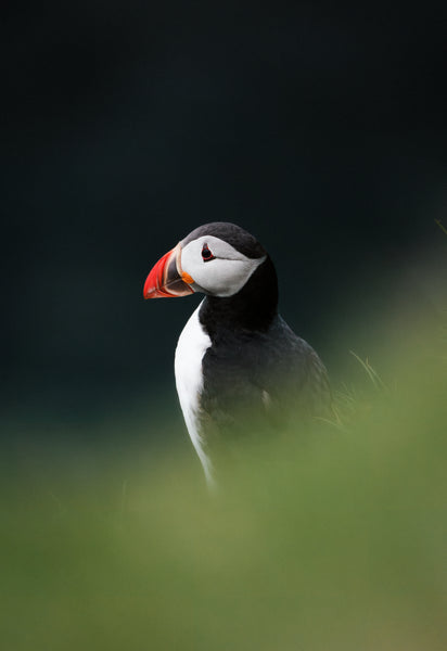 Puffin