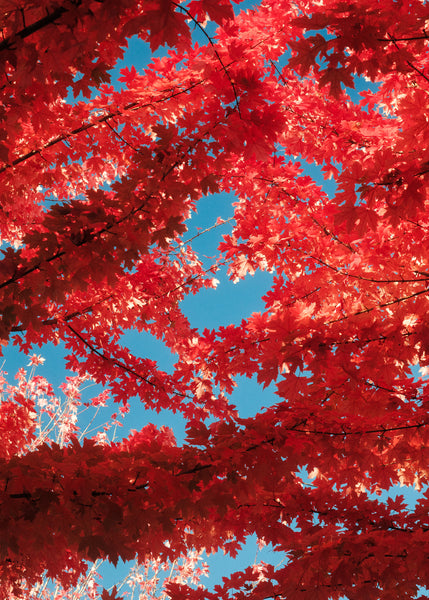 Red Leaves