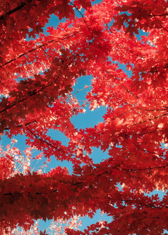 Red Leaves